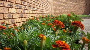 Eine Mauer aus Ziegelsteinen und ein Garten mit Studentenblumen.