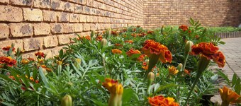 Franchise Sister Guest House