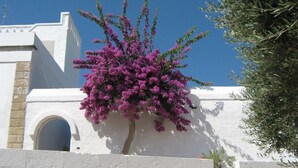 Un edificio blanco con un árbol de flores rosadas al frente.