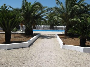 Un sendero lleva a una piscina rodeada de palmeras y un muro blanco.