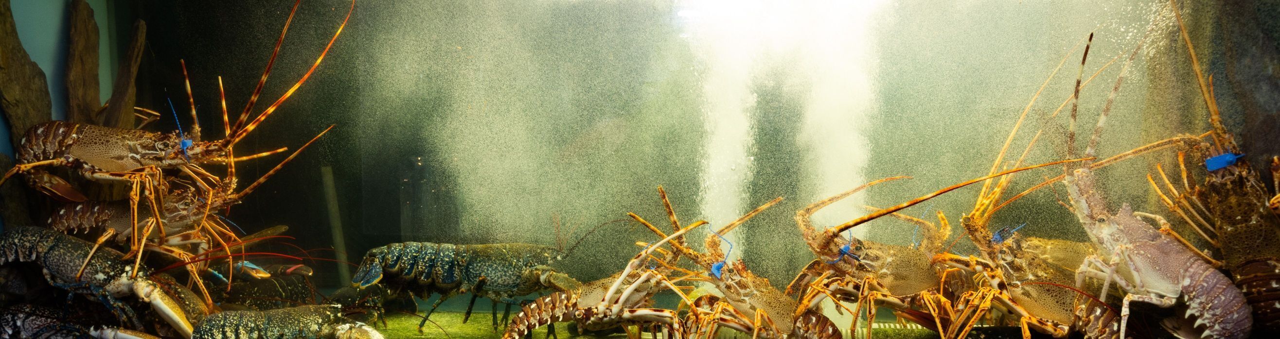 lunch, dinner served; seafood, sea views