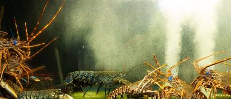 A large aquarium filled with various species of lobsters.