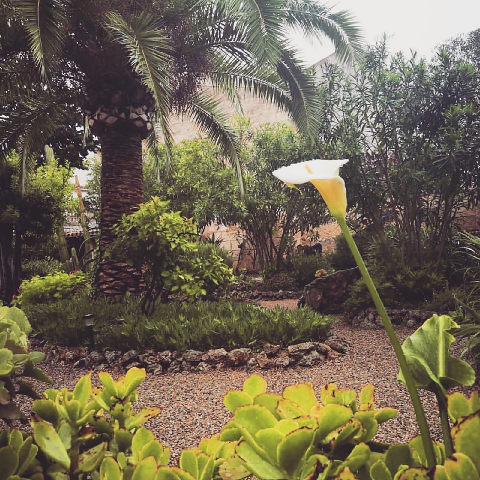 Um jardim com diversas plantas, incluindo uma flor branca de destaque, possivelmente um lírio-calla, e uma palmeira.