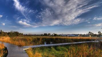 A wooden boardwalk through a marshy area with a clear sky.