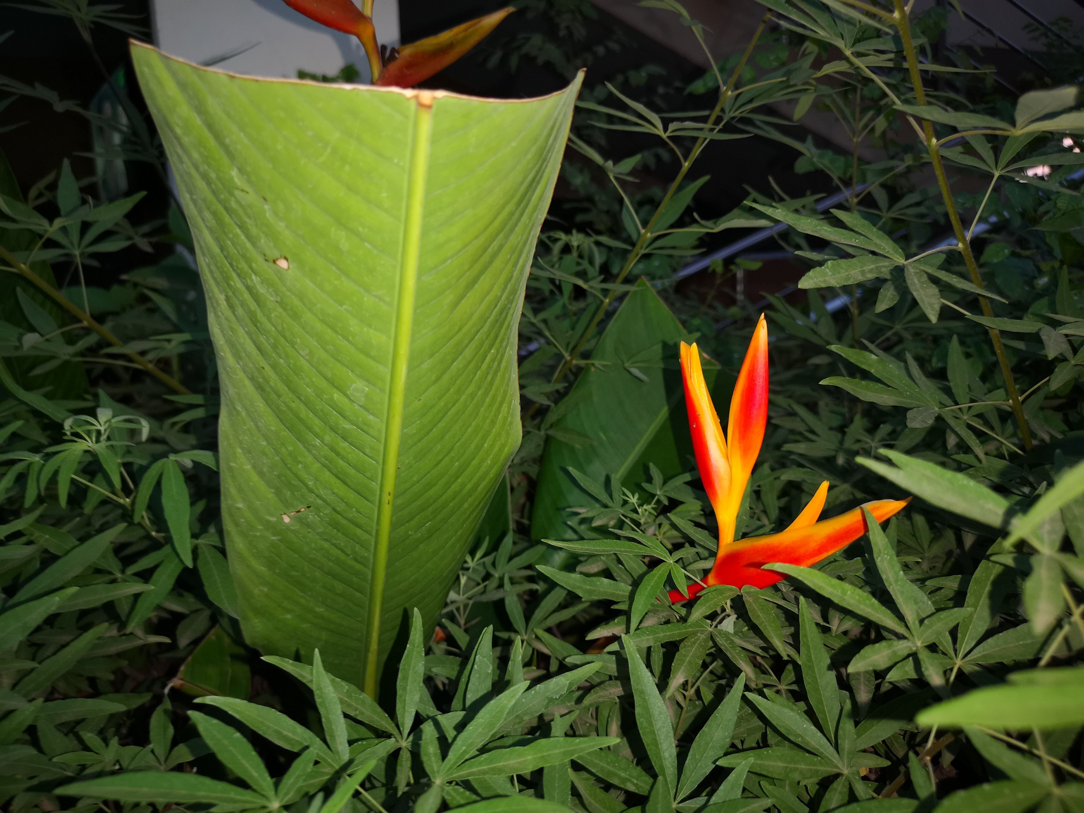 Una hoja verde grande y una flor naranja pequeña en un jardín.