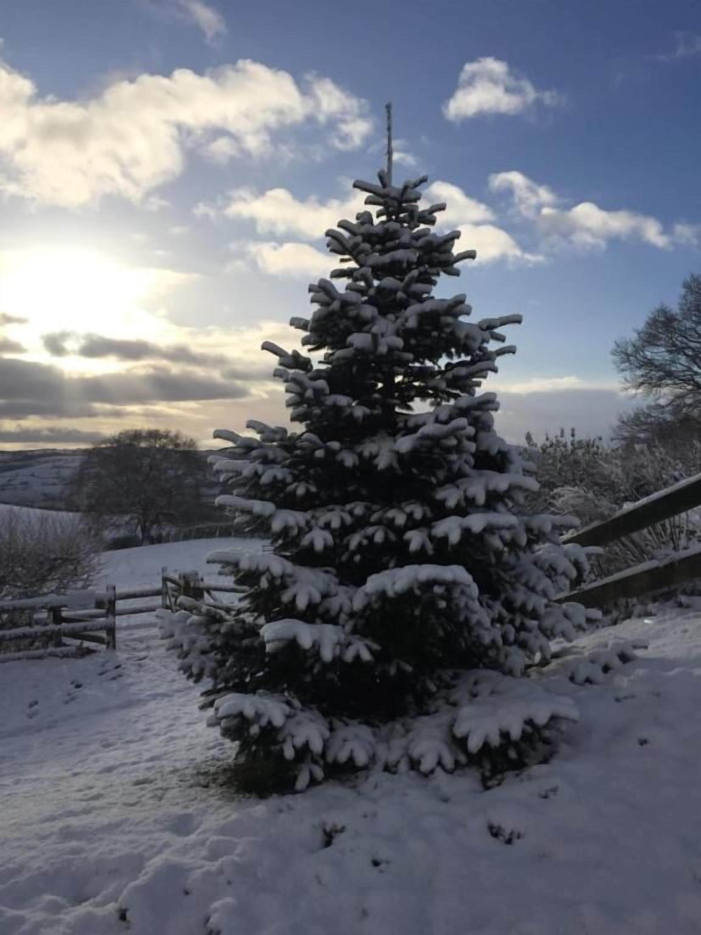 A snow-covered coniferous tree in a rural setting.