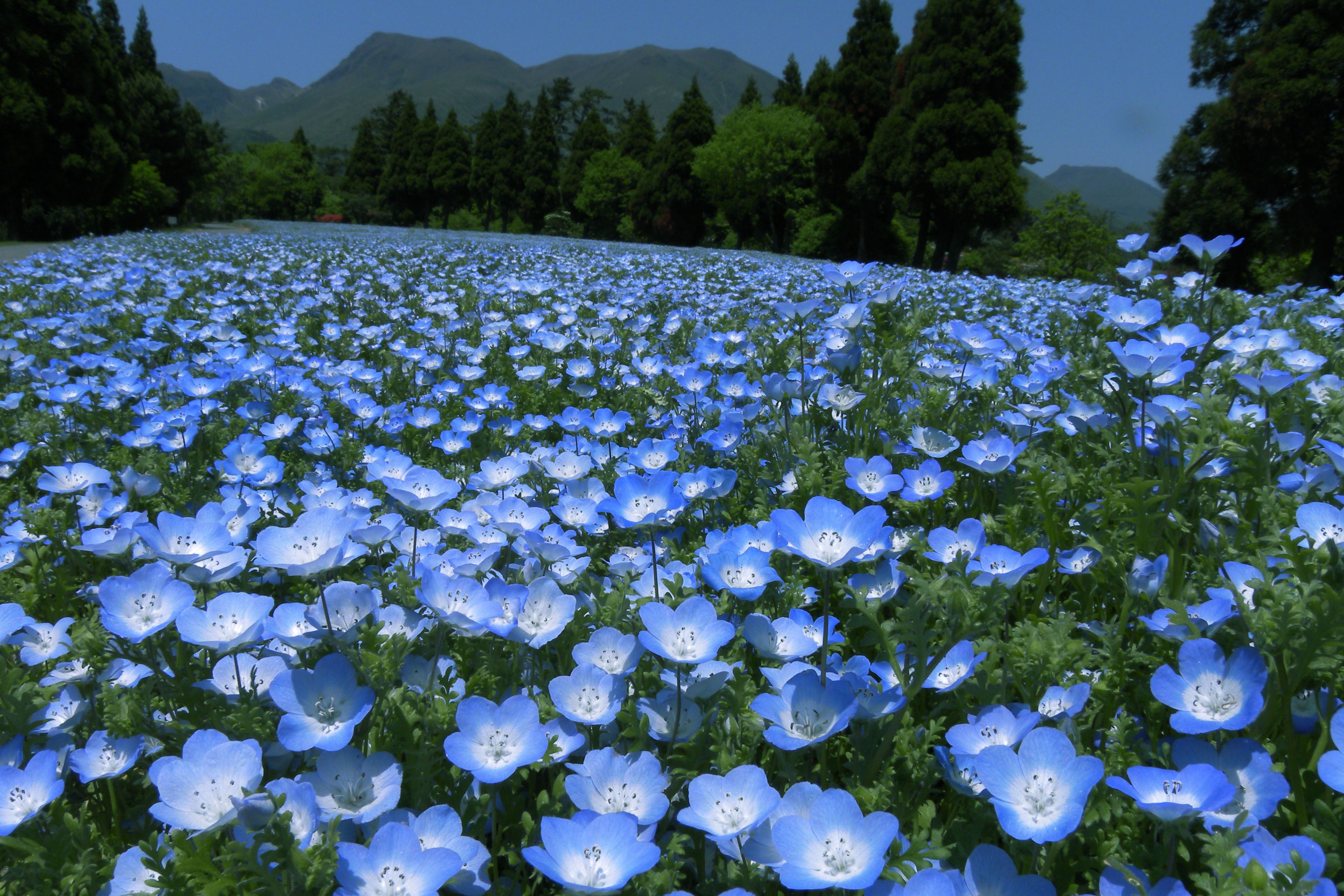 A field of blue flowers with a mountain range in the background.