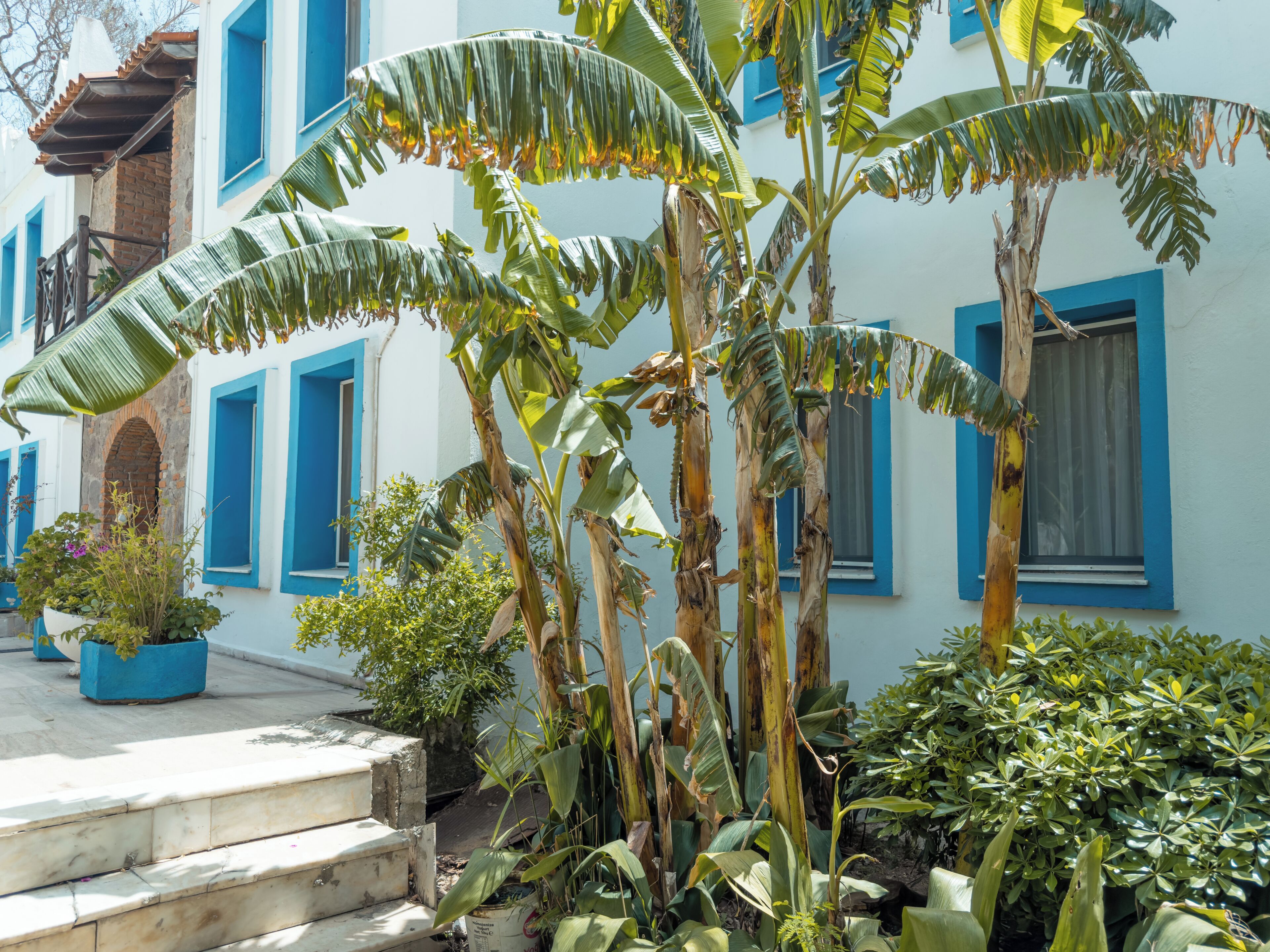 Un edificio con ventanas de marco azul y una palmera en primer plano.