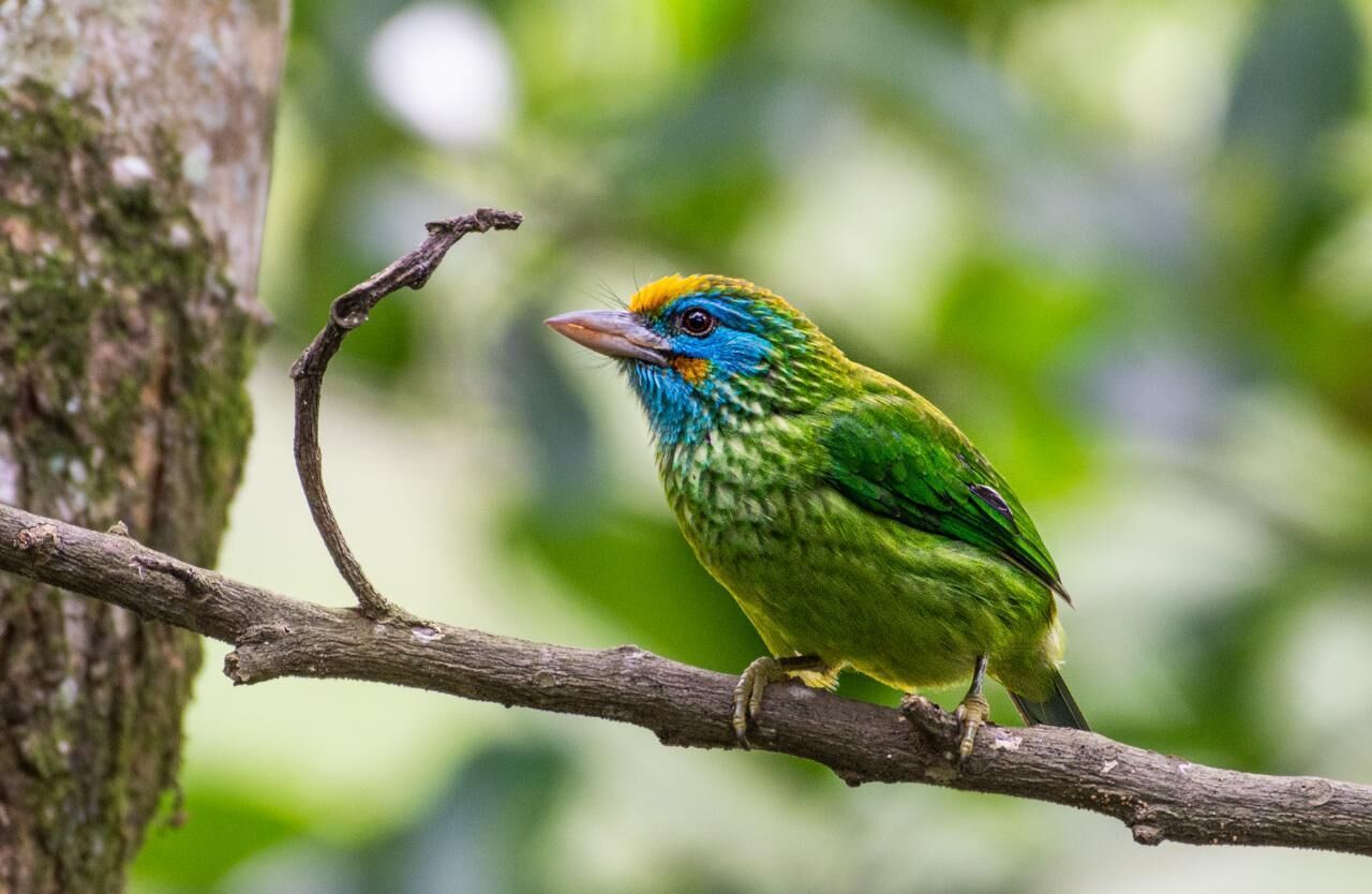 A bird perched on a branch.