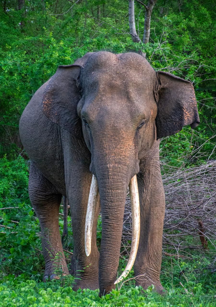 An elephant standing in a natural setting with dense greenery in the background.