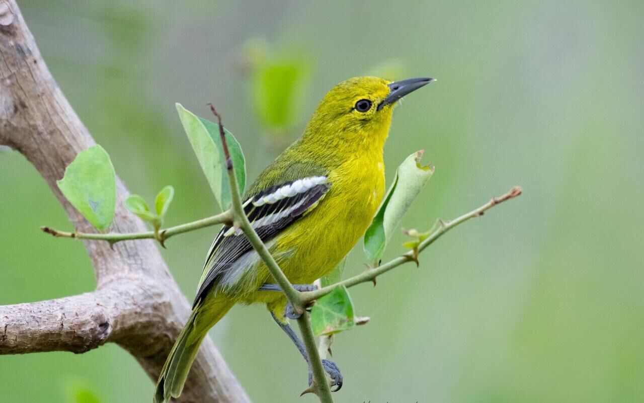A bird perched on a branch.