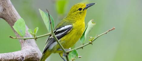 A bird perched on a branch.