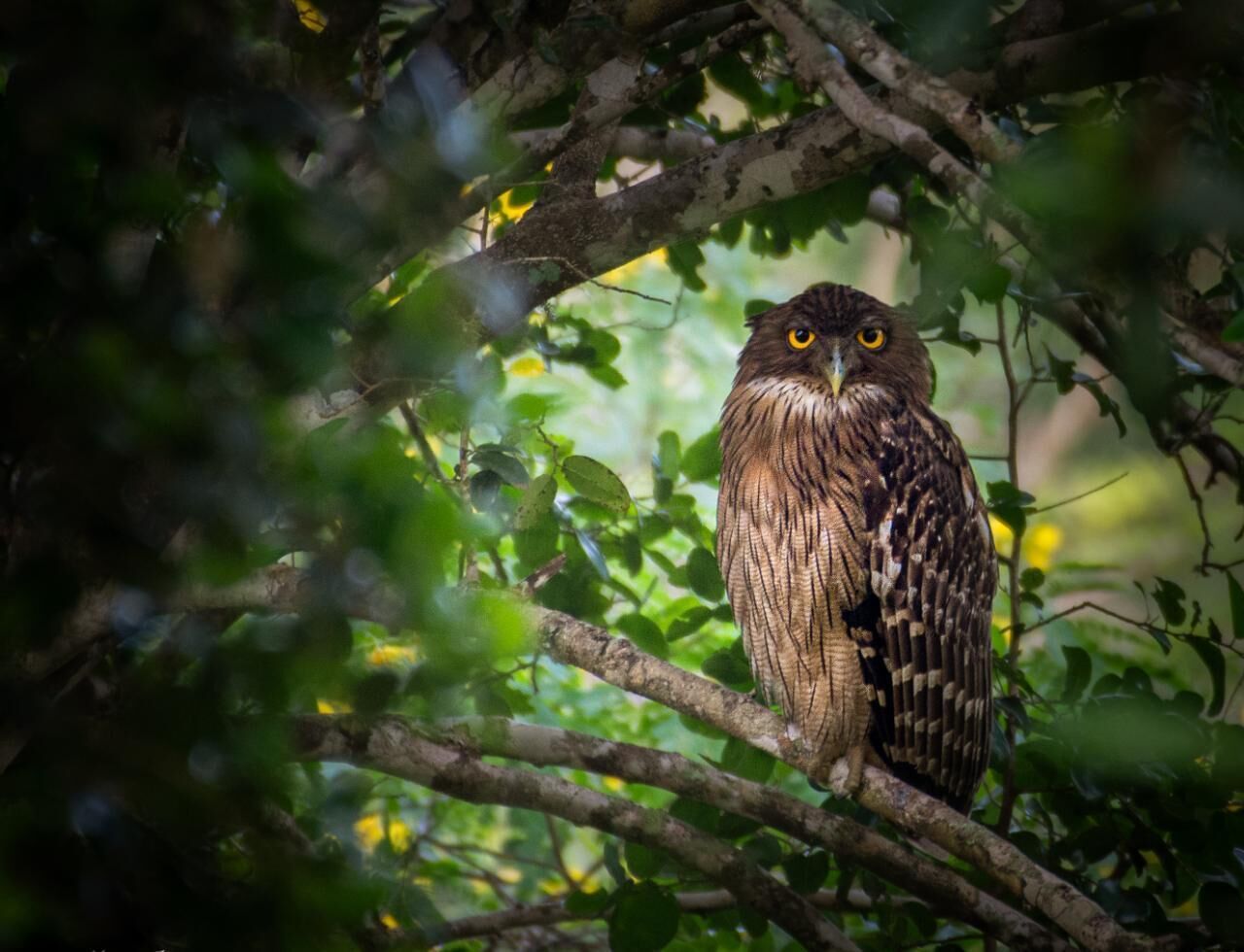 An owl perched on a tree branch surrounded by dense foliage.
