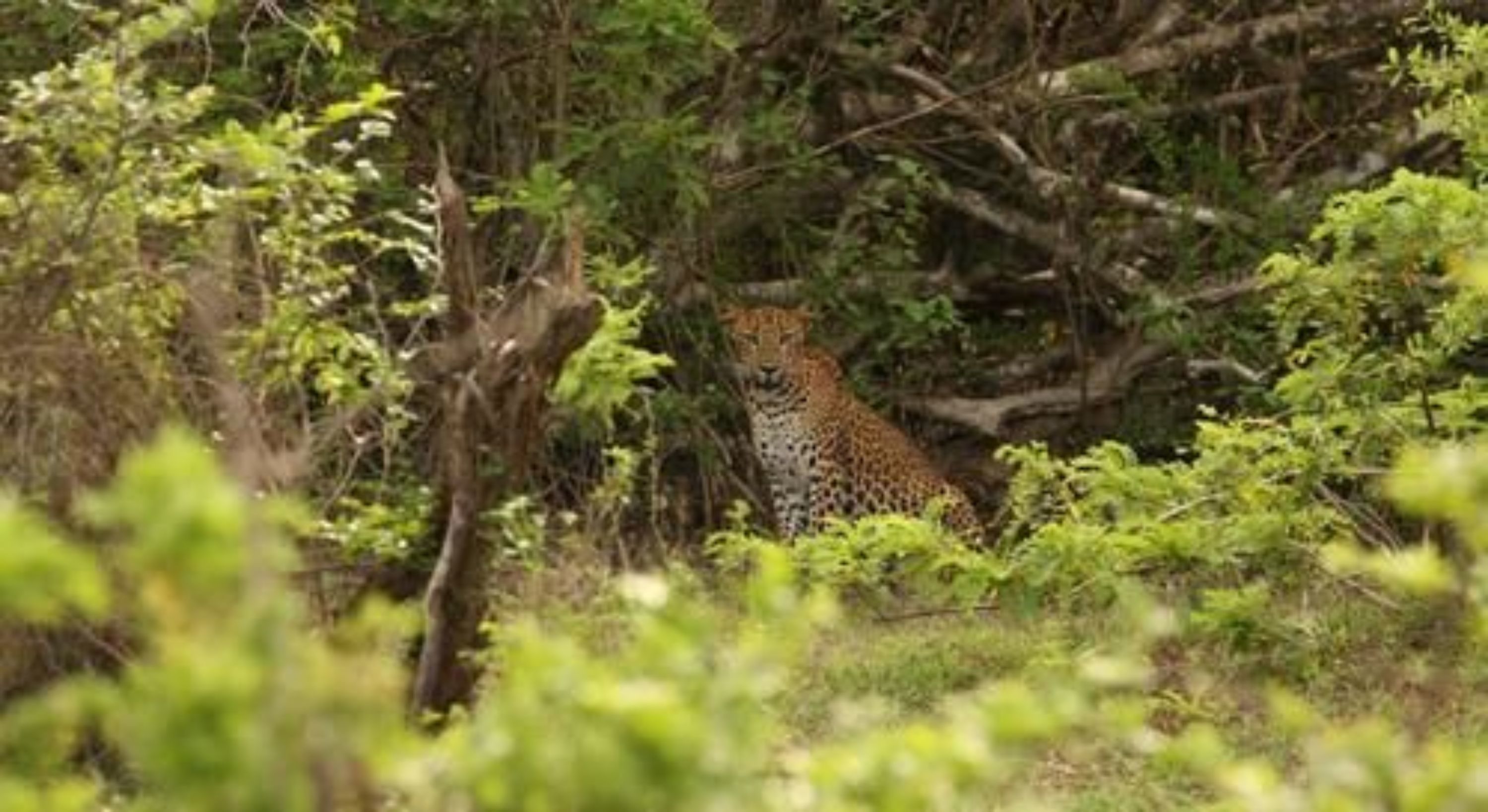 A leopard in a dense forest.