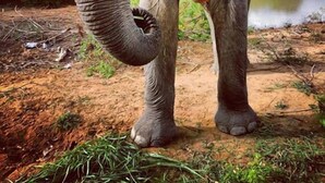 Un éléphant se tenant dans un environnement naturel, avec une étendue d’eau et de la végétation en arrière-plan.
