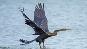 Un oiseau en vol au-dessus de l’eau.