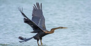 32-inch LED TV with satellite channels, TV, fireplace