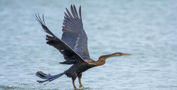 TV LED 32 polegadas com canais via satélite, TV, lareira