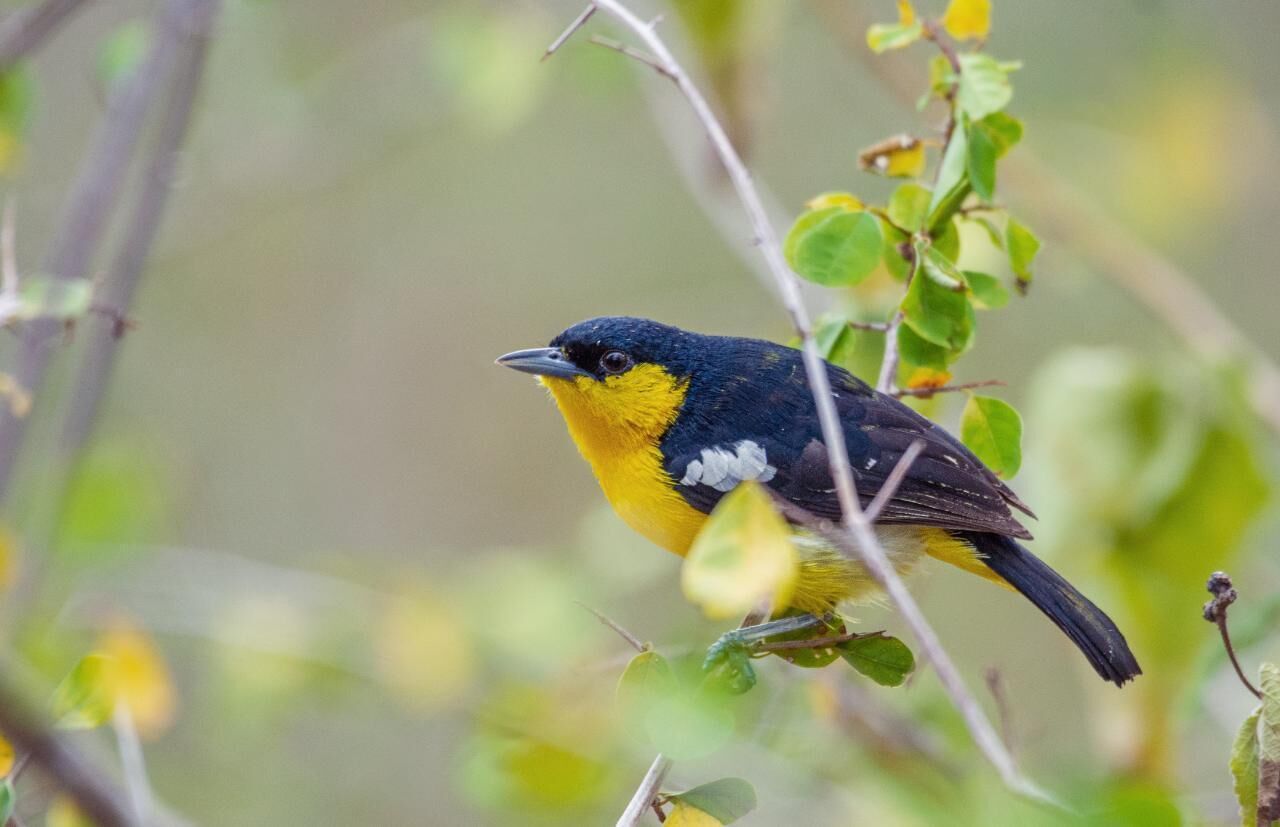 A bird perched on a branch with green leaves.