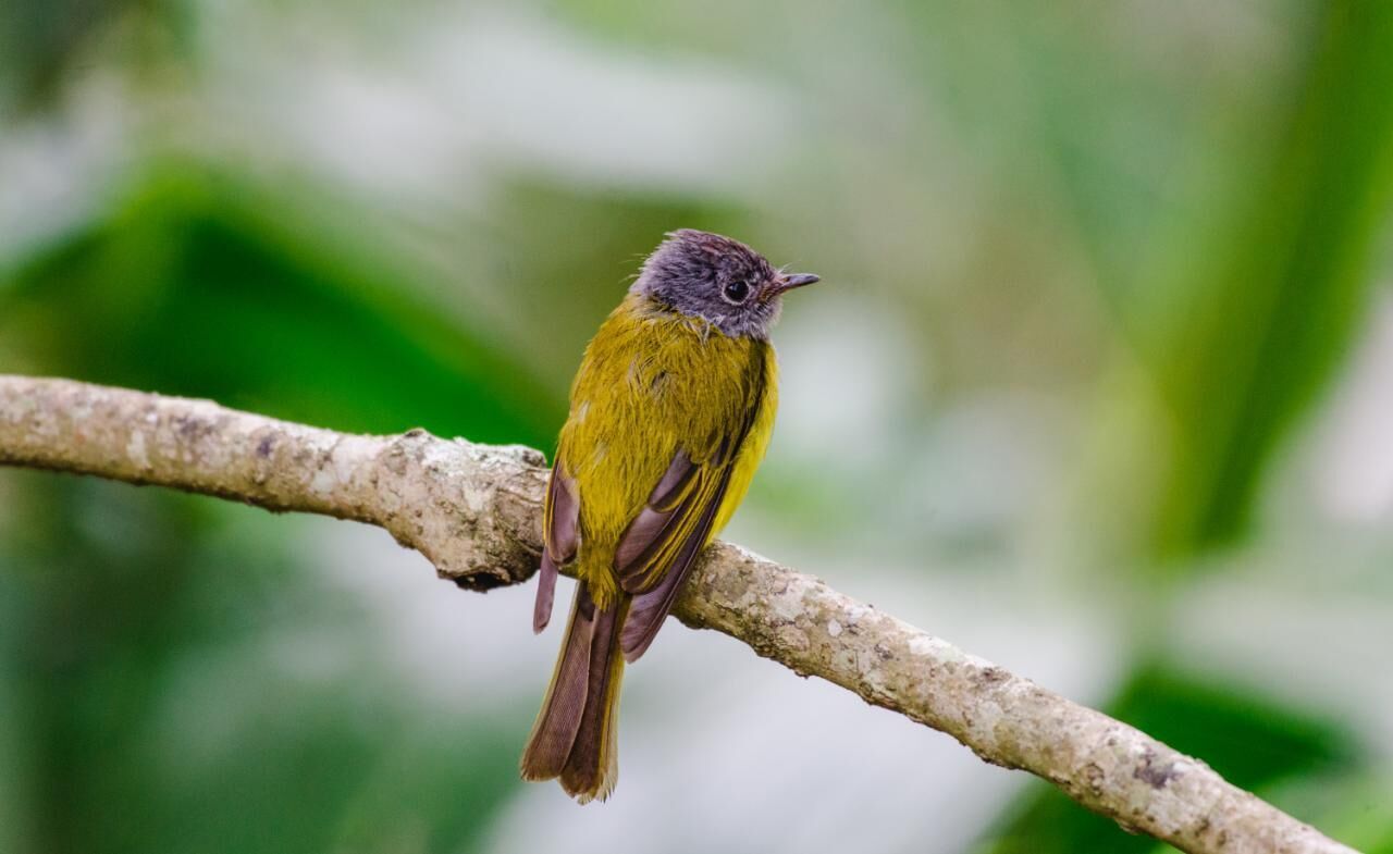 A bird perched on a branch.