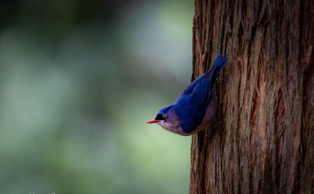 A bird perched on a tree trunk.