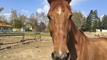 Um cavalo em uma área cercada ao ar livre, com árvores e edifícios ao fundo.