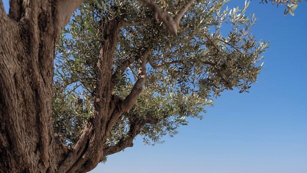 A terrace with a large tree, white walls, and a view of the sea. - Maris Lindos, Suites and Apartments (Rhodes)