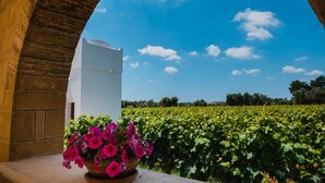 A view through an archway with a vineyard in the background and a potted plant with flowers in the foreground. - Tenuta Flora Maria (Leverano)