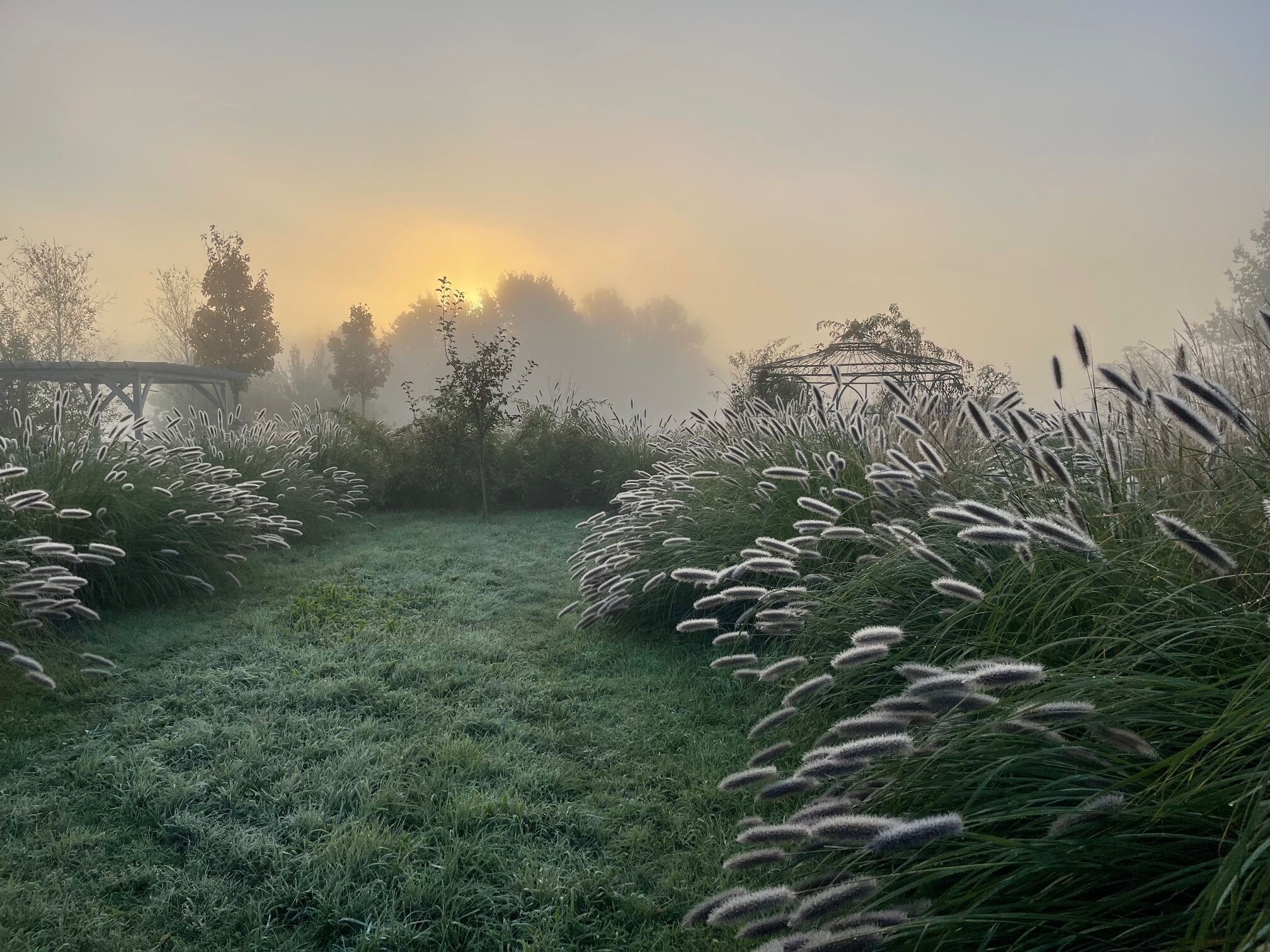 Un jardí brumós amb herbes altes i un porxo de fusta.