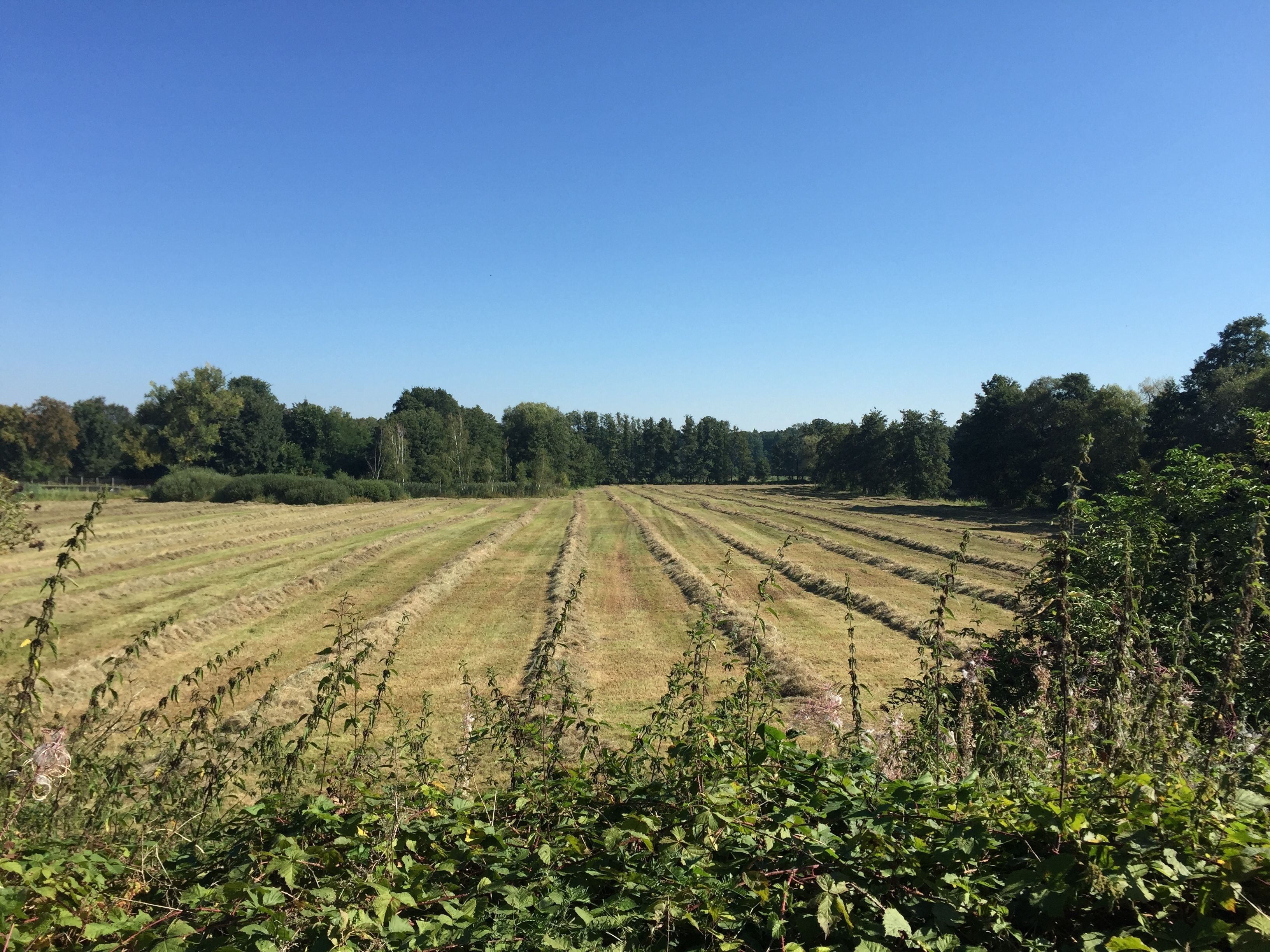 Ein weites, offenes Feld mit Feldreihen unter blauem Himmel.