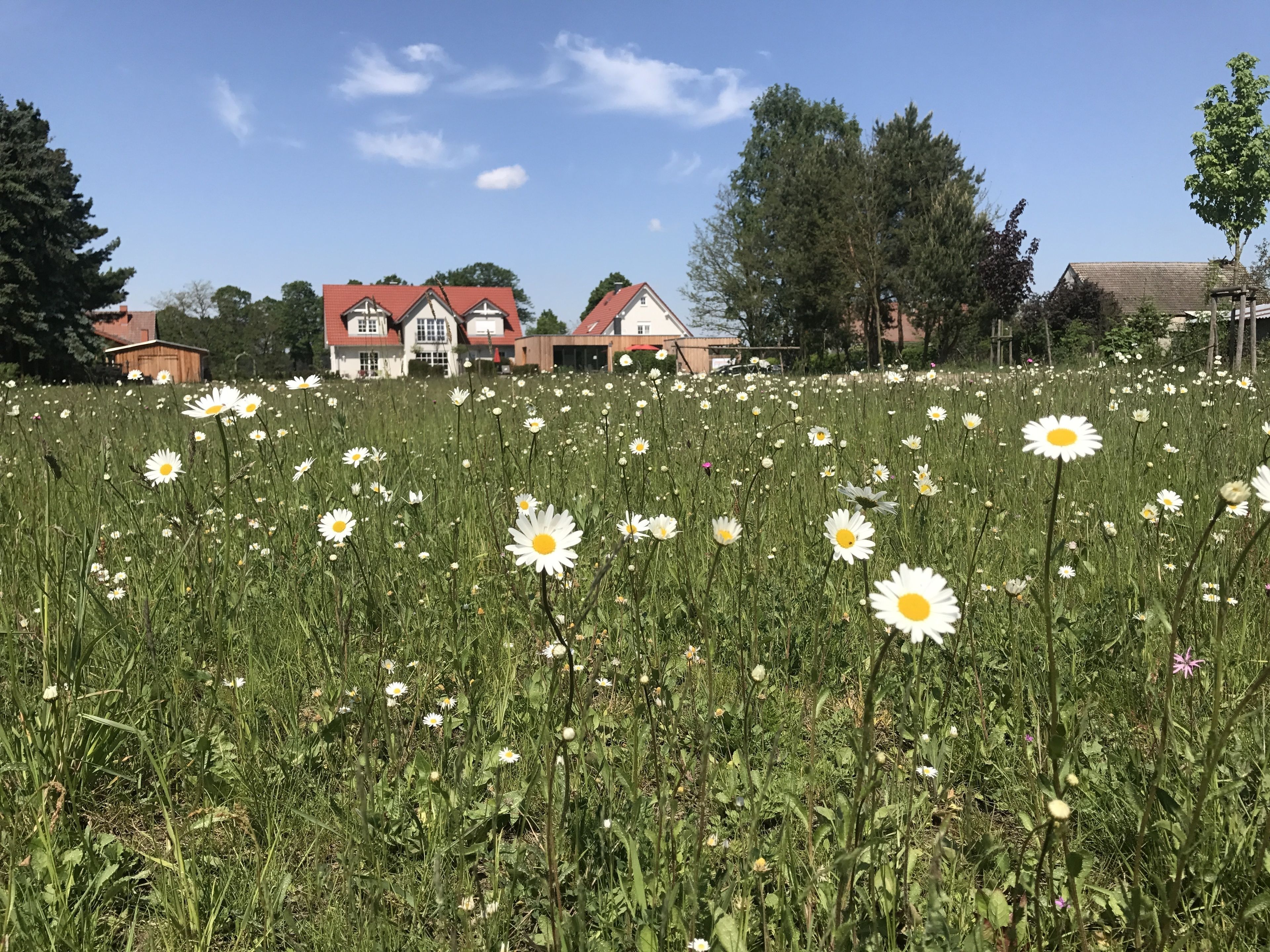 Un champ de marguerites avec des maisons en arrière-plan.