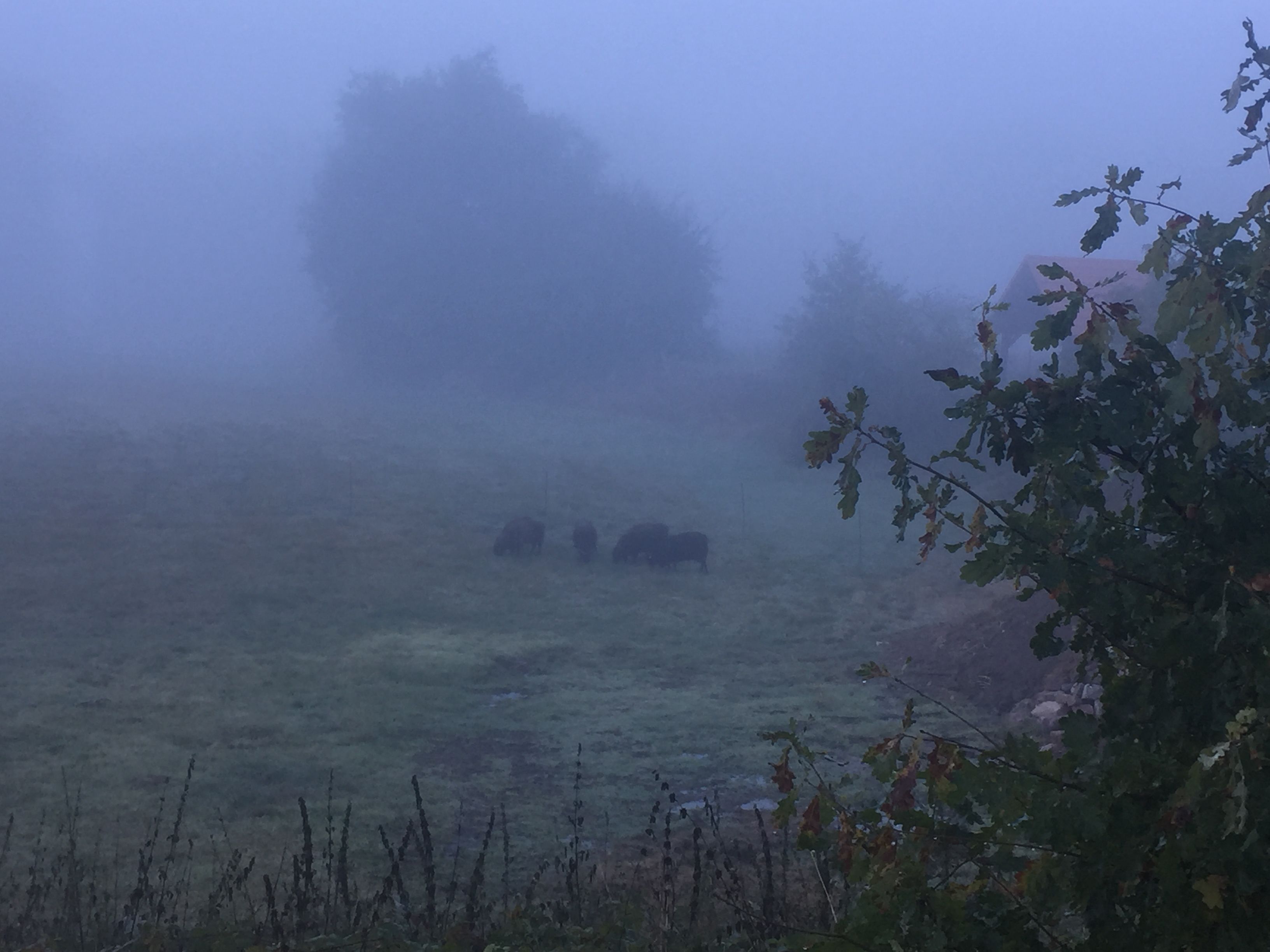 Un paisaje brumoso con algunas vacas pastando a lo lejos.