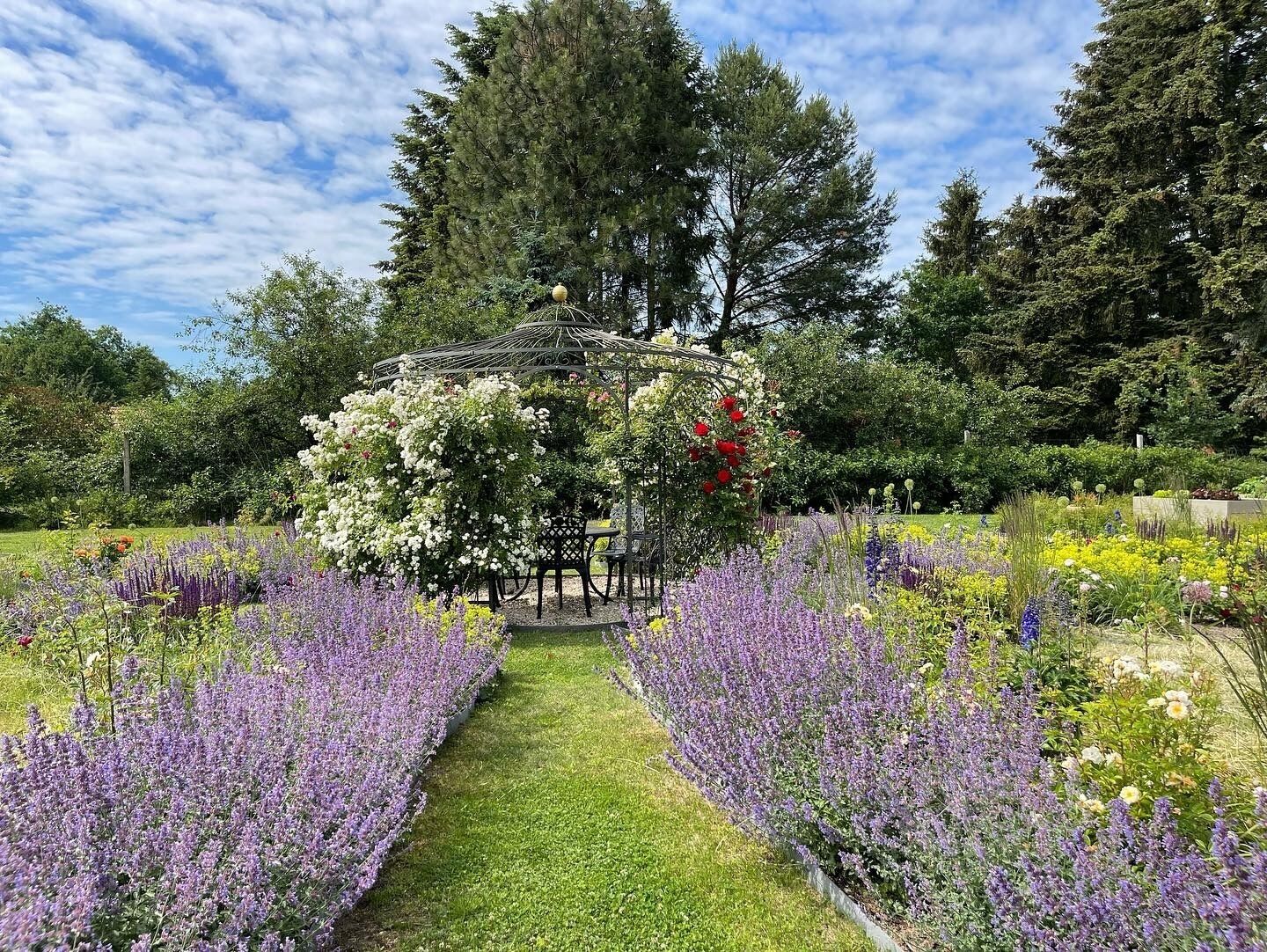 Un jardín con una estructura de pérgola rodeado de lavanda y otras flores.