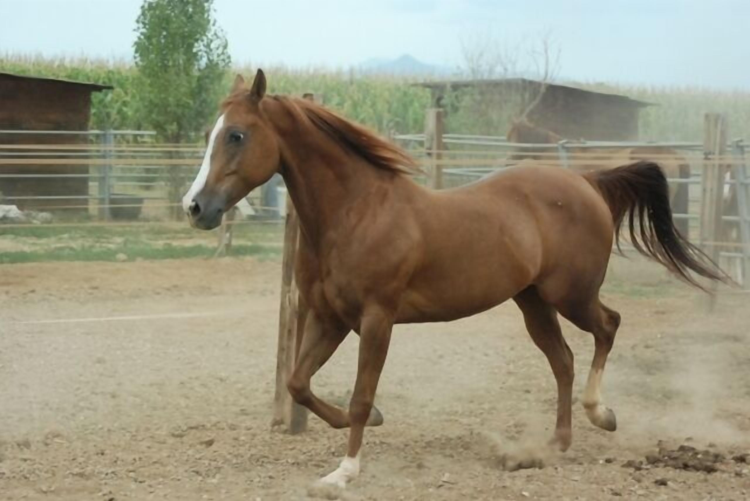 A horse running in an outdoor enclosure.