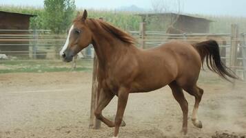 A horse running in an outdoor enclosure.