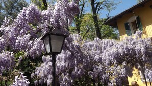 Un lampadaire devant un immeuble, avec des arbres aux fleurs violettes.