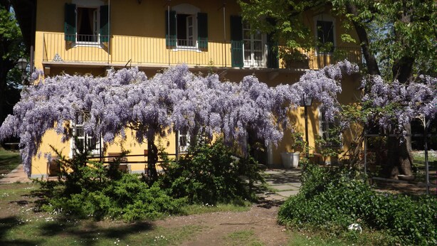 Un bâtiment jaune avec des volets verts, un balcon et un jardin où poussent des plantes grimpantes aux fleurs violettes.