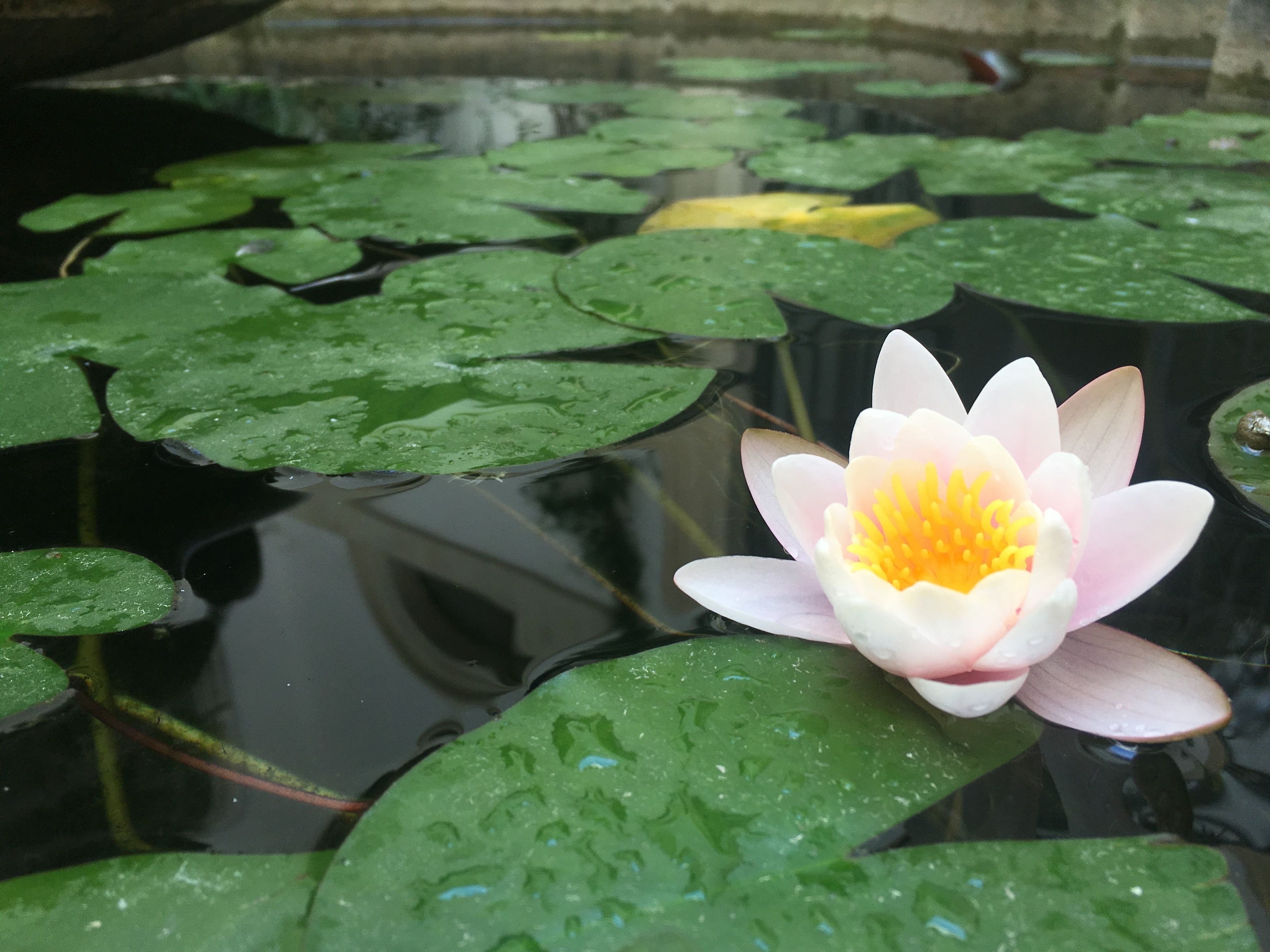 噴水池