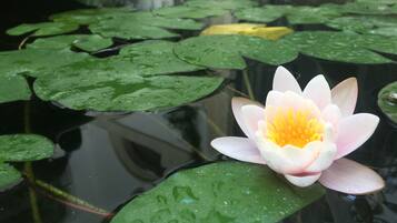 A water lily in a pond surrounded by lily pads.