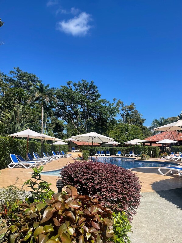 Outdoor pool, sun loungers
