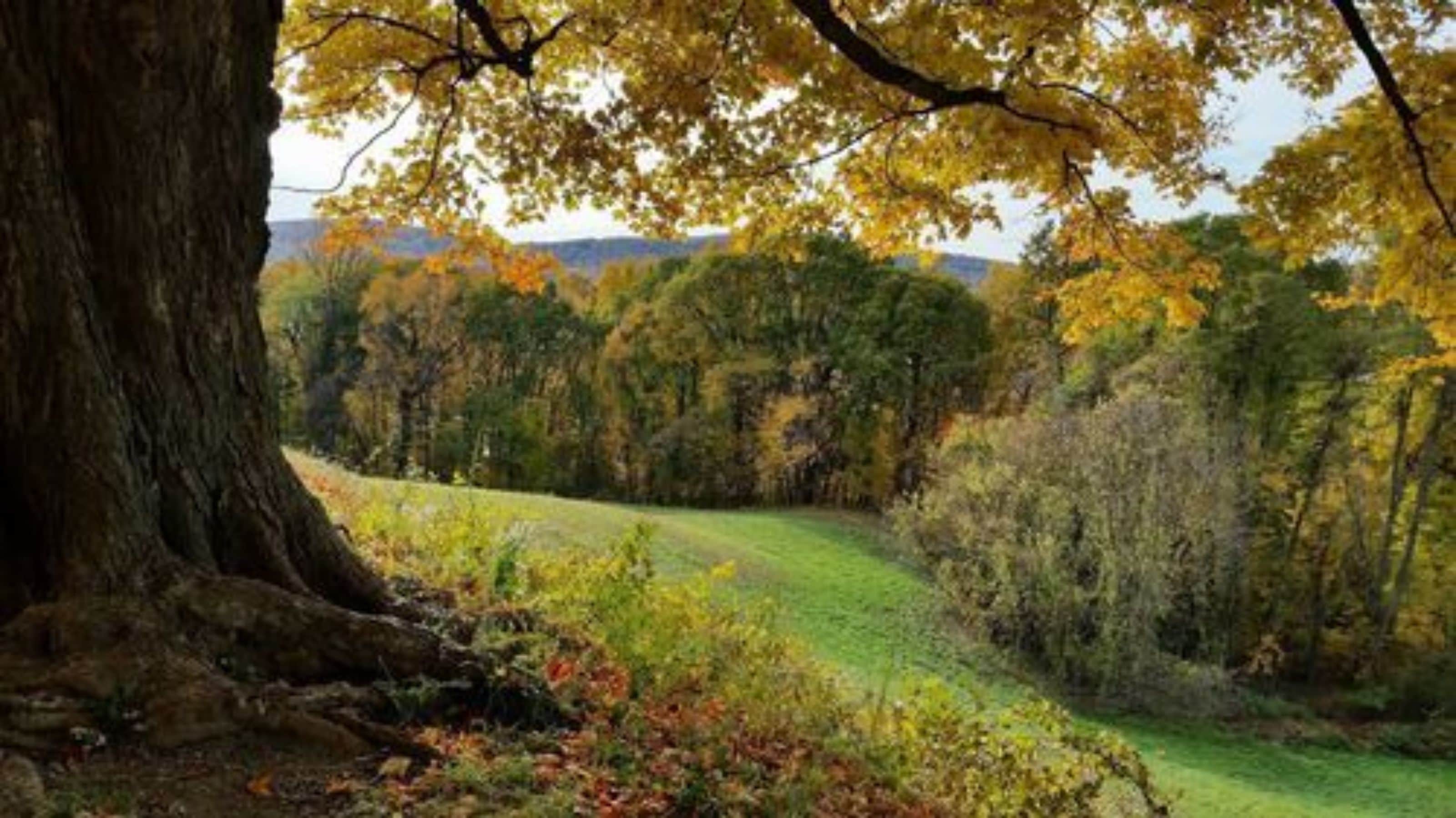 Un paisaje natural con un tronco de árbol grande y una zona cubierta de hierba.