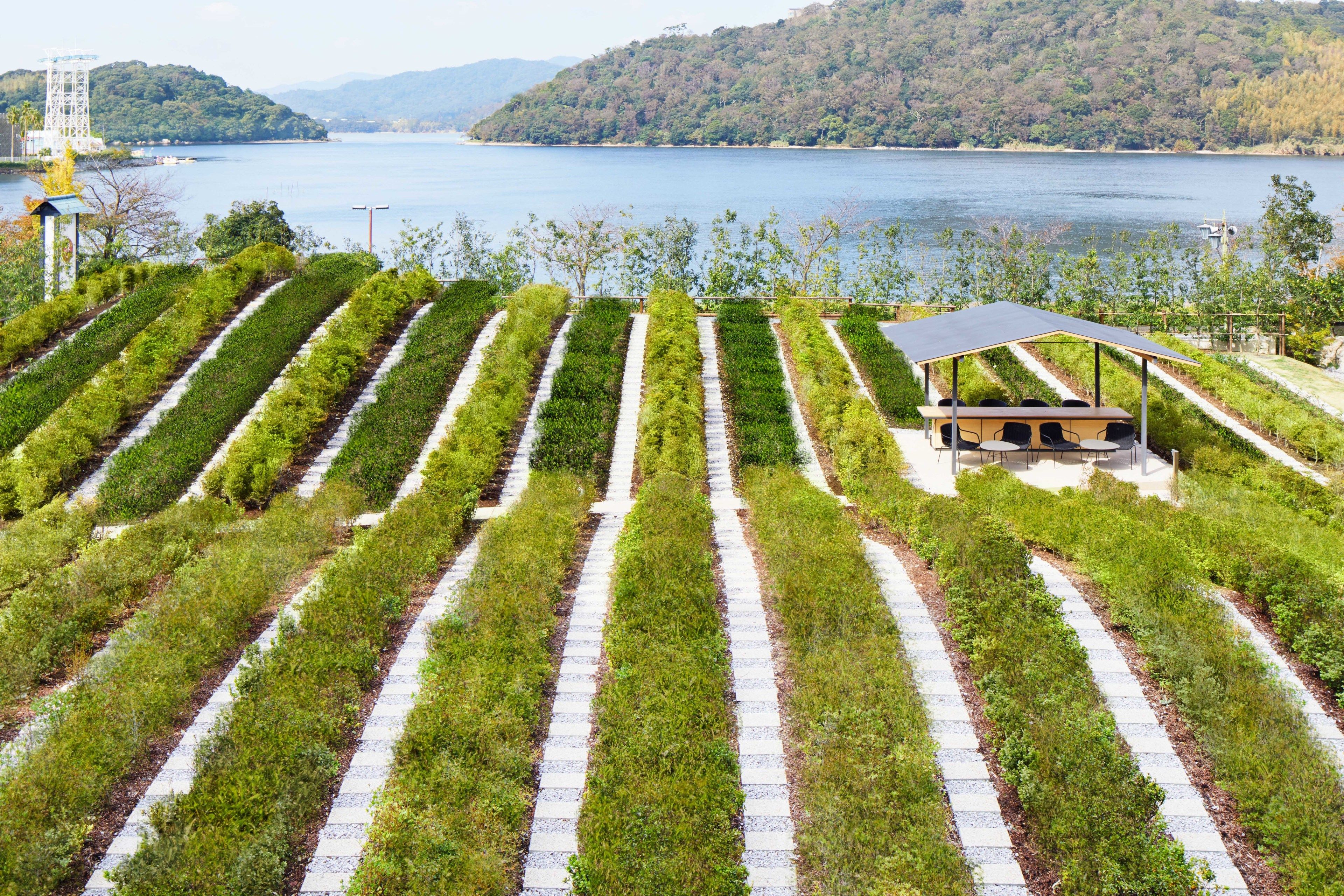 Viñedo con hileras de vides y una zona de estar cubierta con mesas y sillas.