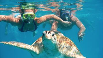 Dos personas haciendo snorkel con una tortuga marina.