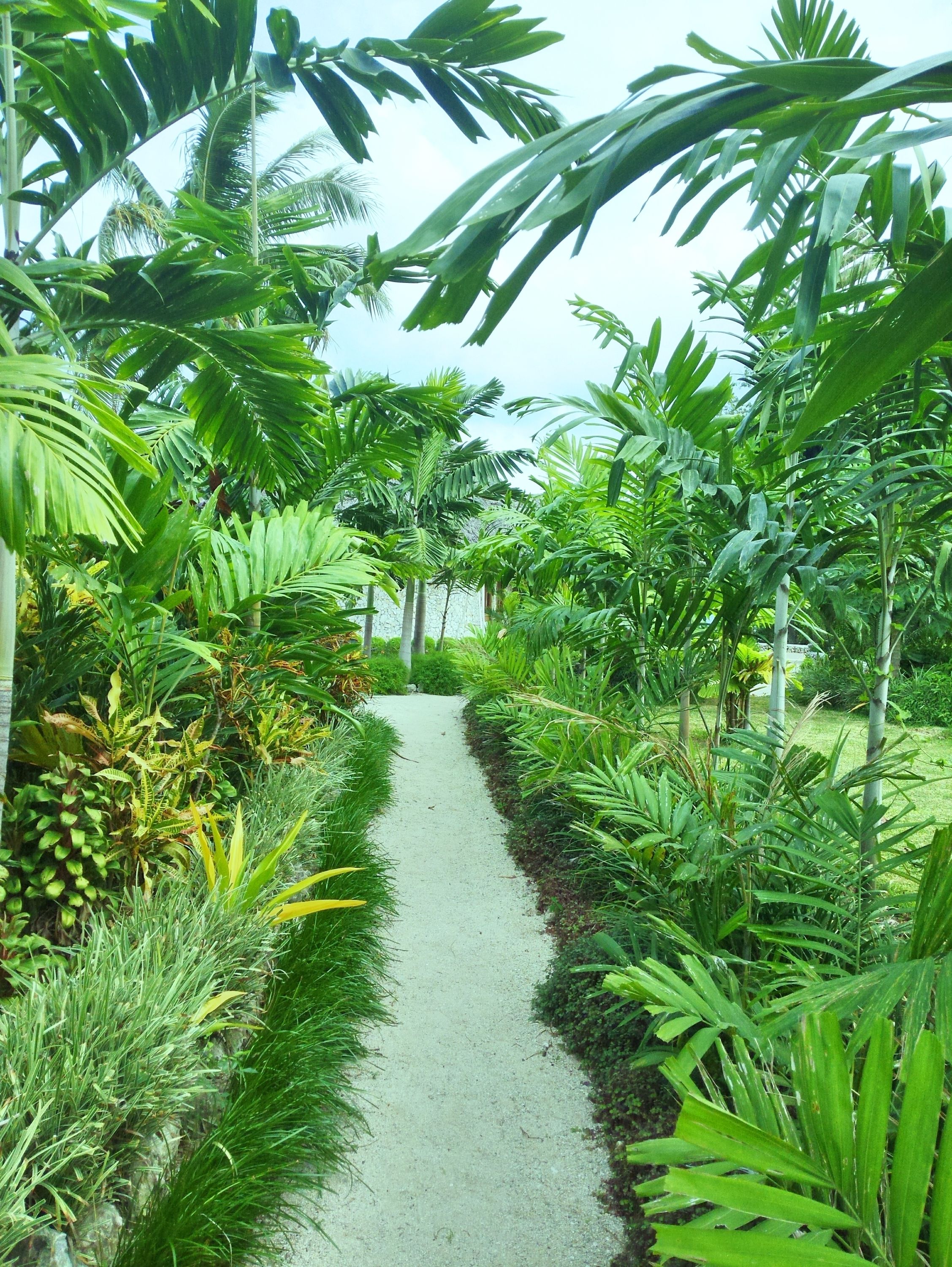 A pathway flanked by lush tropical plants and palm trees, leading towards a distant structure.