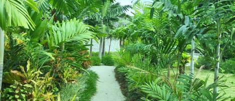 A pathway flanked by lush tropical plants and palm trees, leading towards a distant structure.