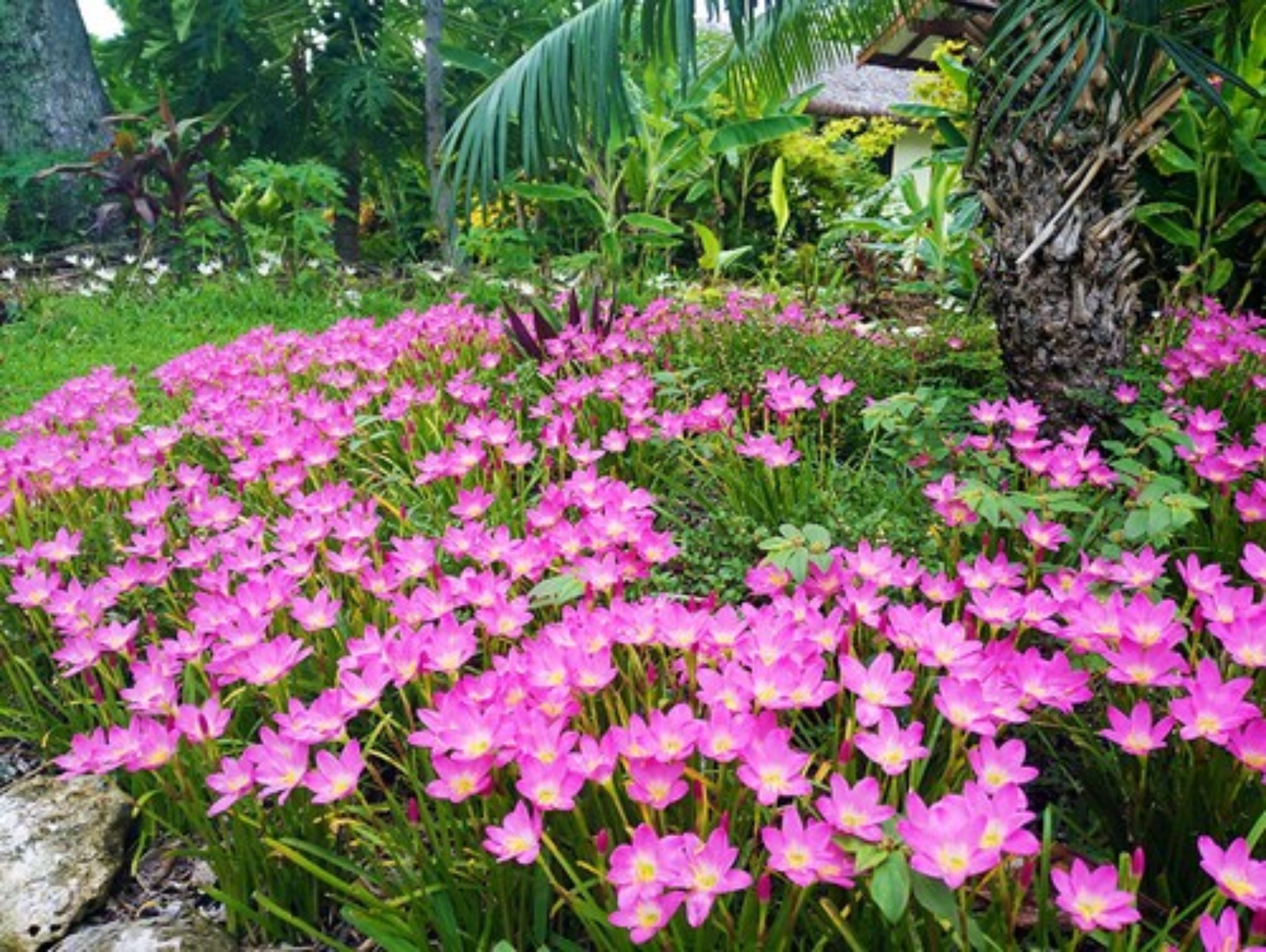 A garden with pink flowers and green foliage.