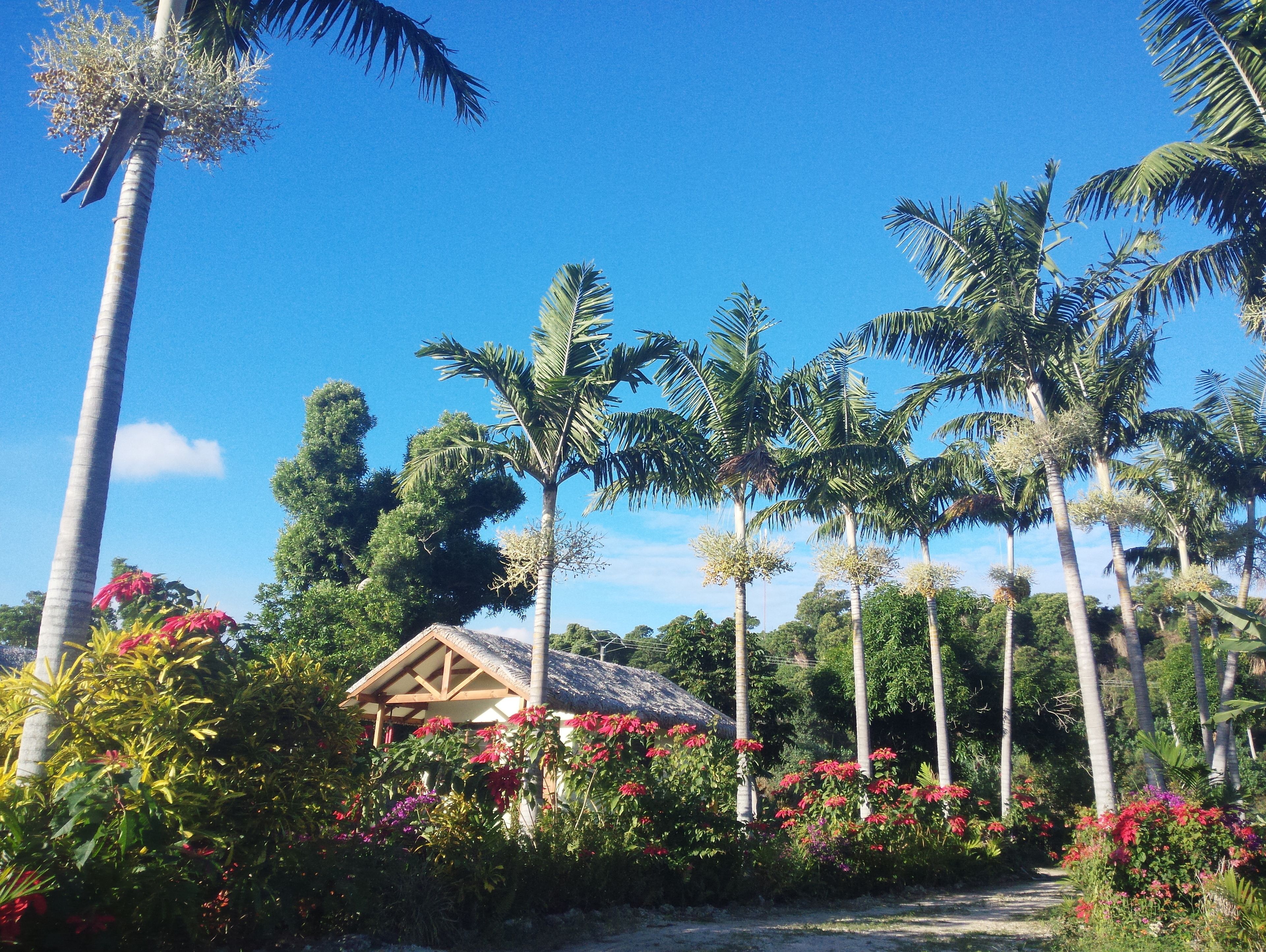 Un jardín tropical con palmeras, una cabaña de madera y flores coloridas.