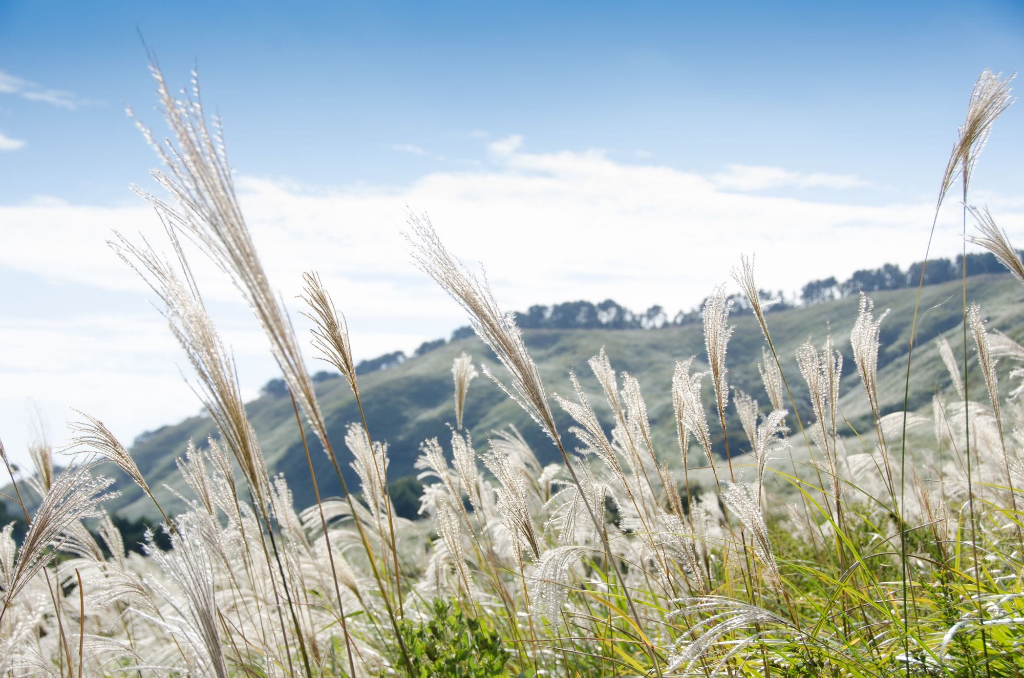 A field of tall grasses with a hilly landscape in the background.