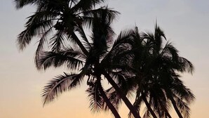 Una puesta de sol sobre una superficie acuática tranquila, con palmeras silueteadas contra el cielo.