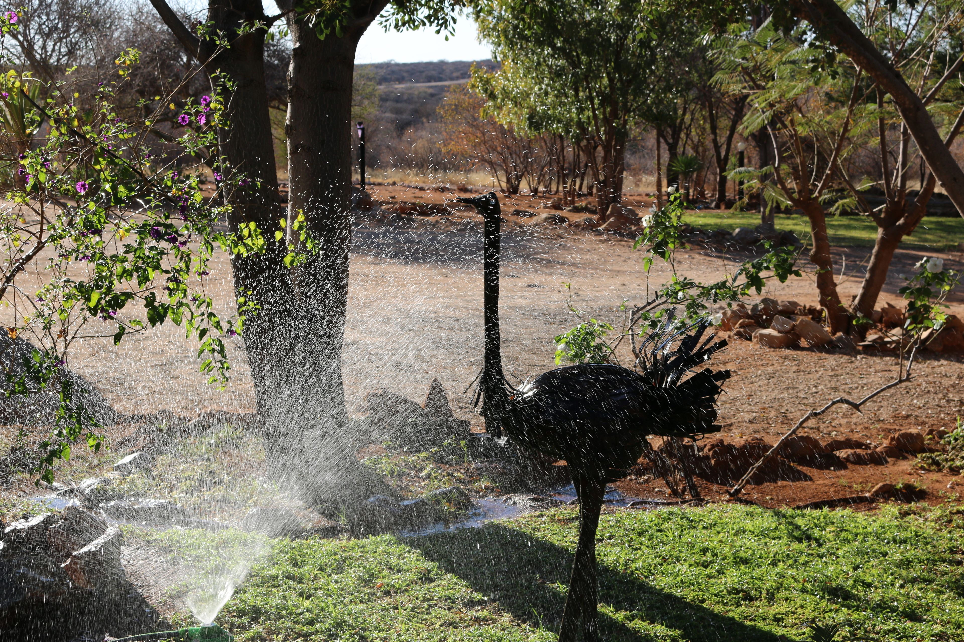 An ostrich in a natural setting with a sprinkler system spraying water.